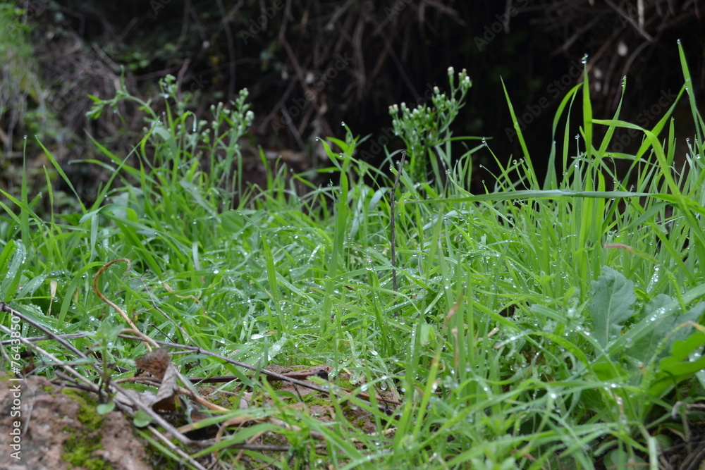 Grass with raindrops Grass with raindrops