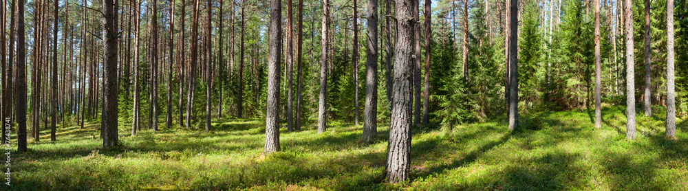 Summer forest panorama