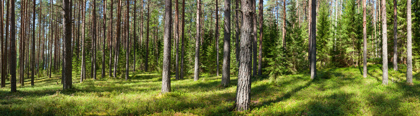 Leinwandbilder Panoramafotos Sommerwald Panorama mit grünen Bäumen  © Dmitry Naumov