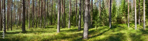 Panel kuchenny z motywem Summer forest panorama