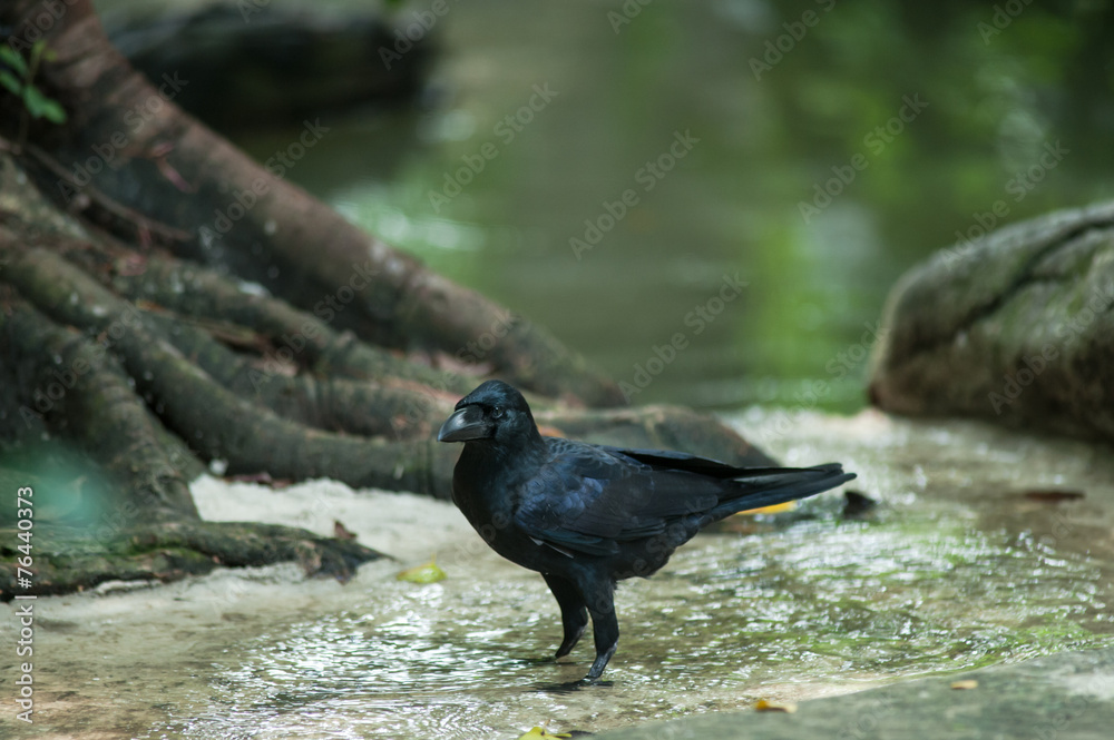 Obraz premium Large-billed Crow (Corvus macrorhynchos)
