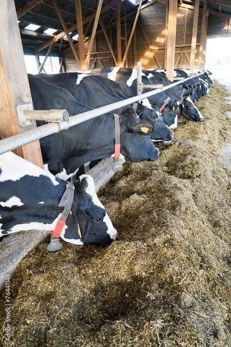 Holstein-Friesian Milchkühe fressen im Rindviehstall Silage photo