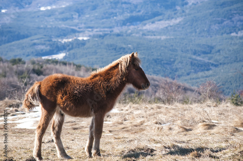 Young highland mule grazing on winter mountain meadow