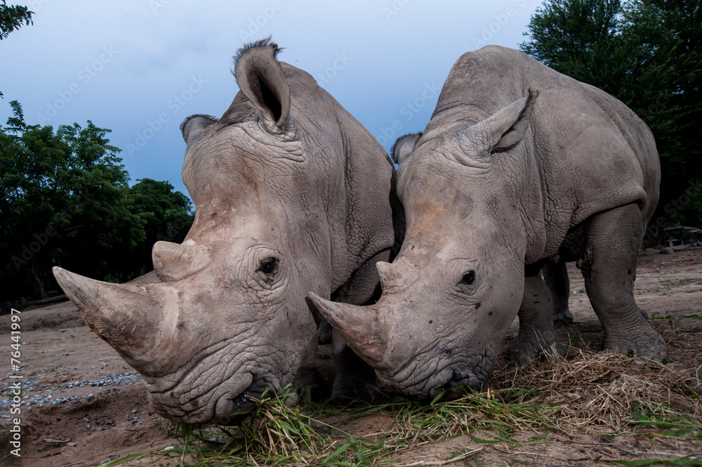 Fototapeta premium Two white rhinoceros are standing in this image.