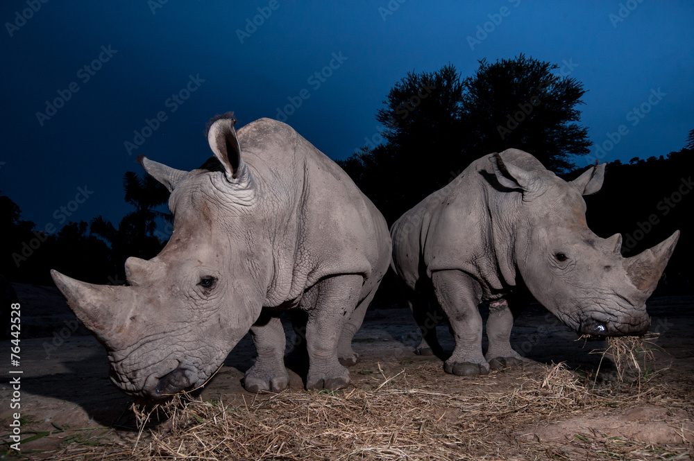 Fototapeta premium Two white rhinoceros are standing in this image.