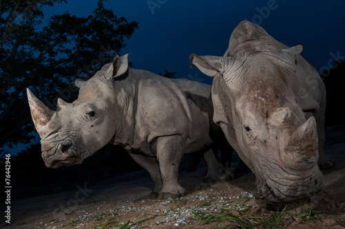 Two white rhinoceros are standing in this image.