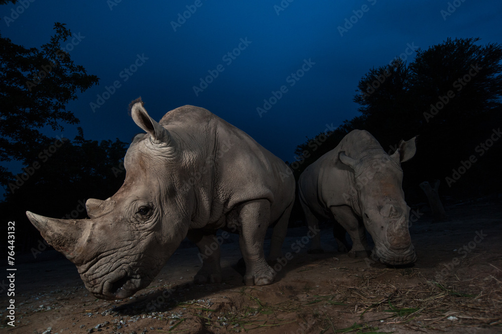 Obraz premium Two white rhinoceros are standing in this image.