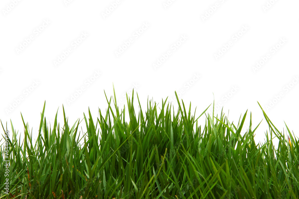 Fototapeta premium Gras im Frühling