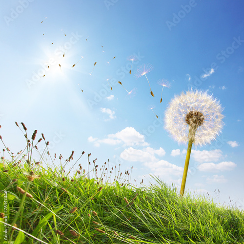 Sommer, Sonne und Pusteblume photo