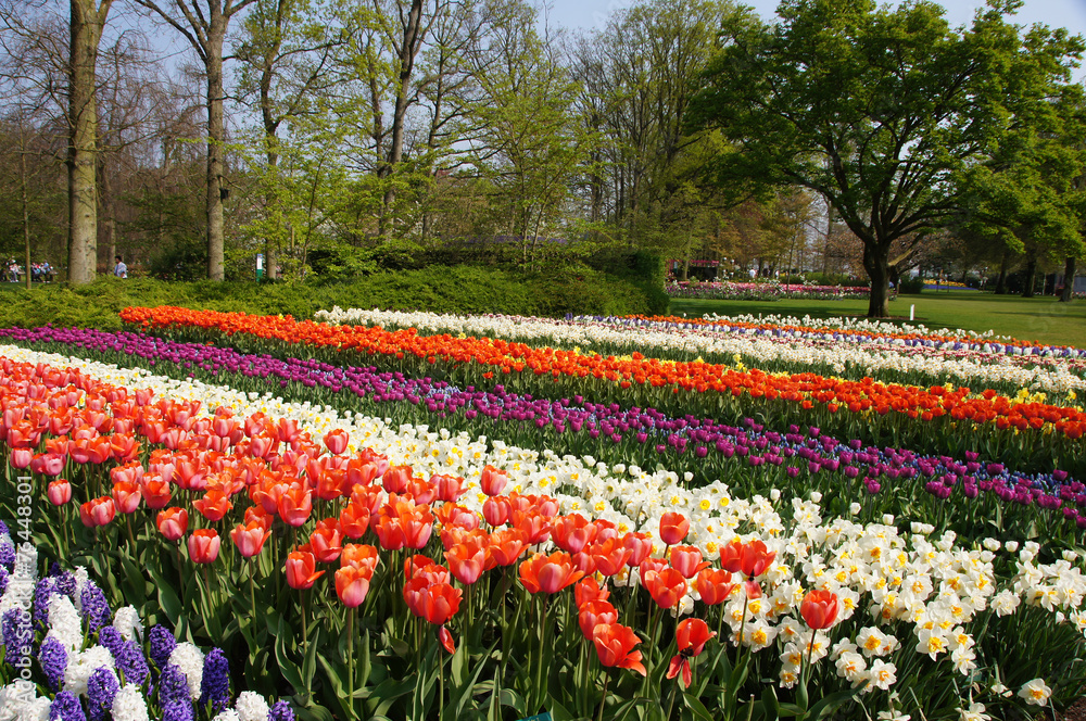 Tulpenblüte, Holland