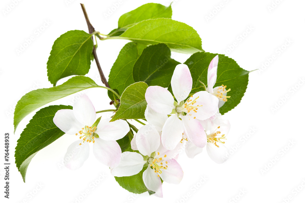 Apple-tree flowers Apple-tree flowers