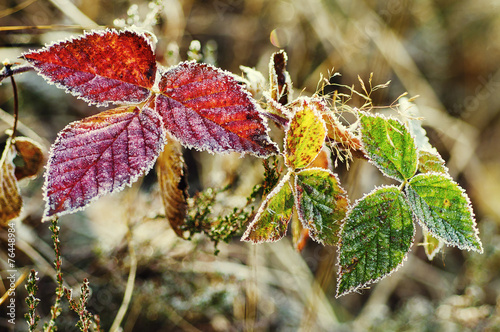 Frozen blackberry leaves photo