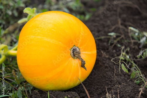 pumpkins in a farm field or garden