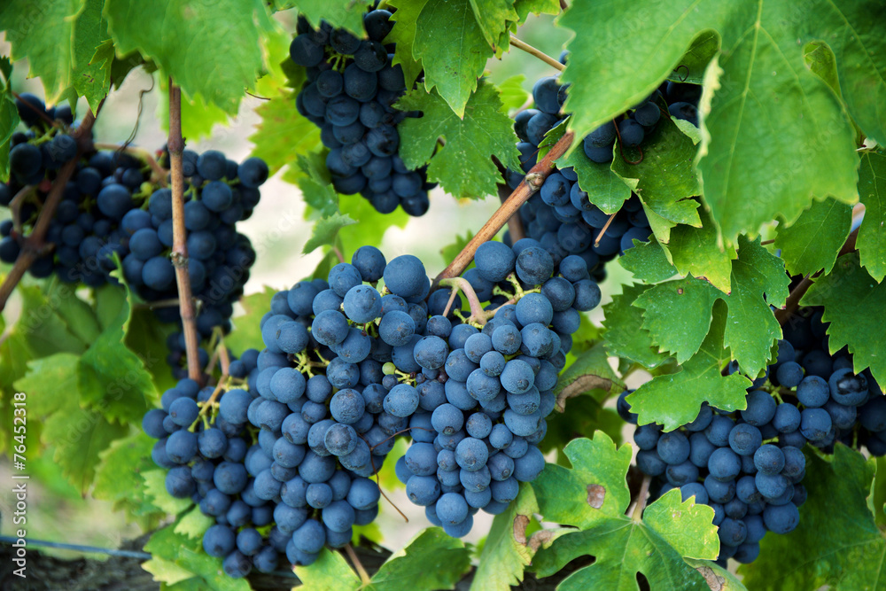 Red wine grapes on old vine