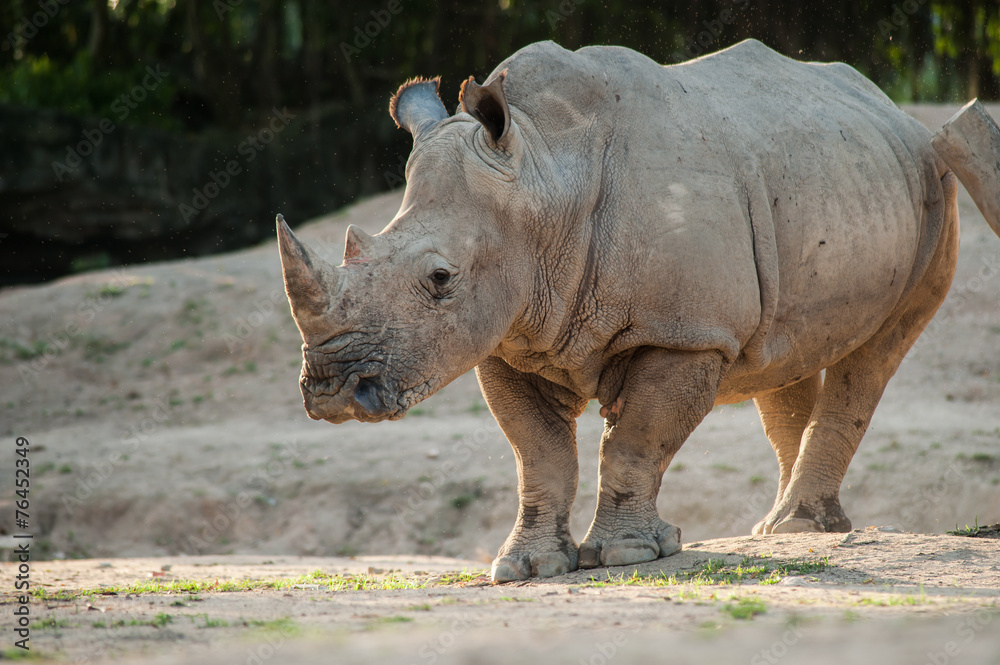 A huge rhinoceros standing in this image. A huge rhinoceros standing in this image.