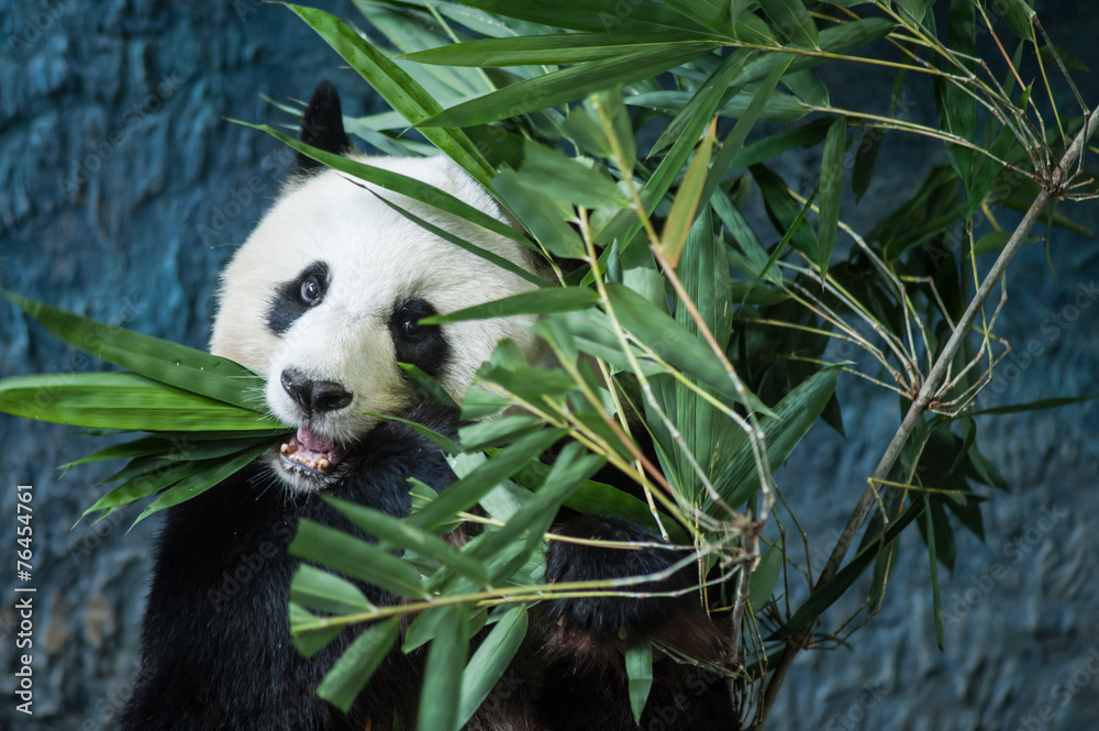 Fototapeta premium Hungry giant panda eating bamboo