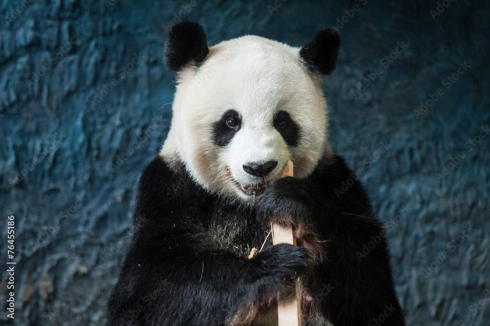 Obraz premium Hungry giant panda eating bamboo