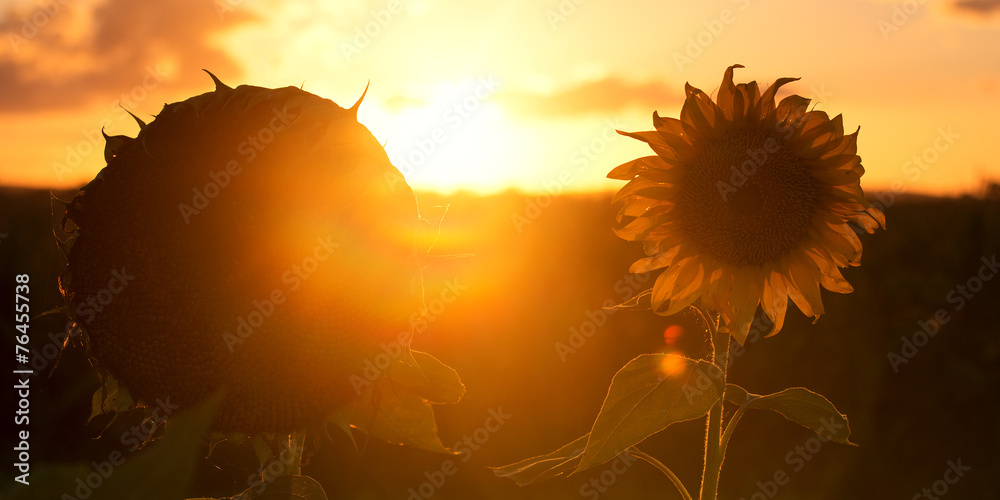Fototapeta premium Sunflowers amongst a field in the afternoon in Queensland