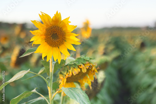 Sunflowers amongst a field in the afternoon in Queensland photo