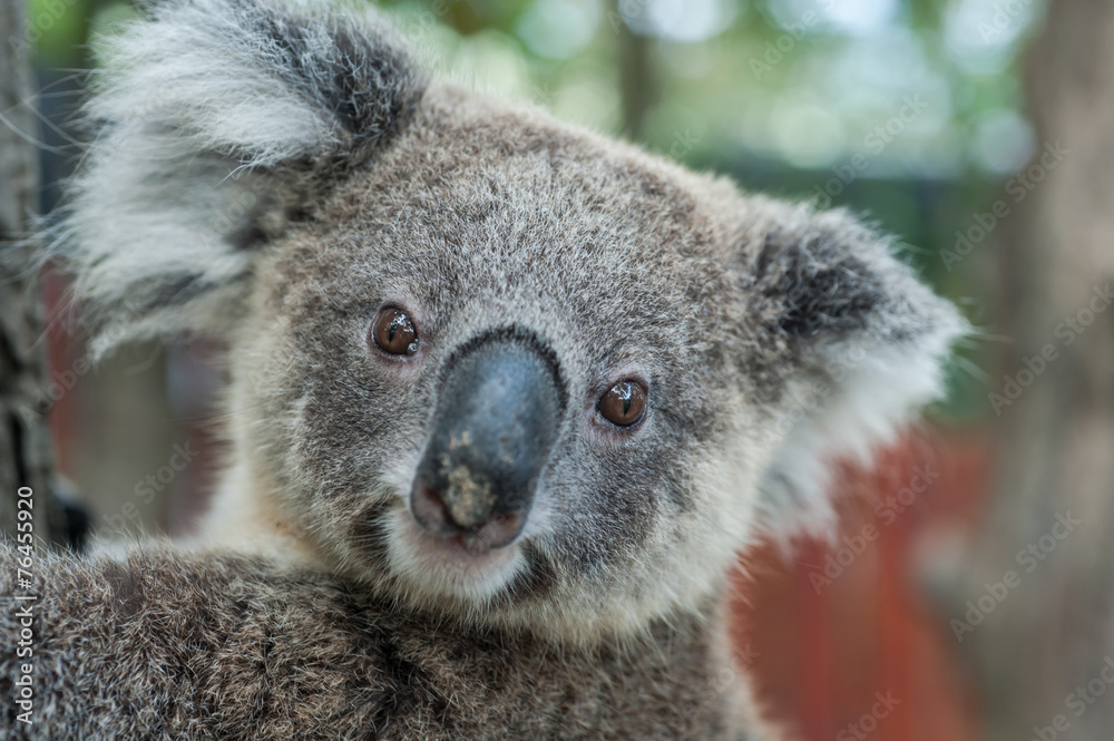 Fototapeta premium australian koala sit on tree, Sydney, NSW, australia. exotic ico