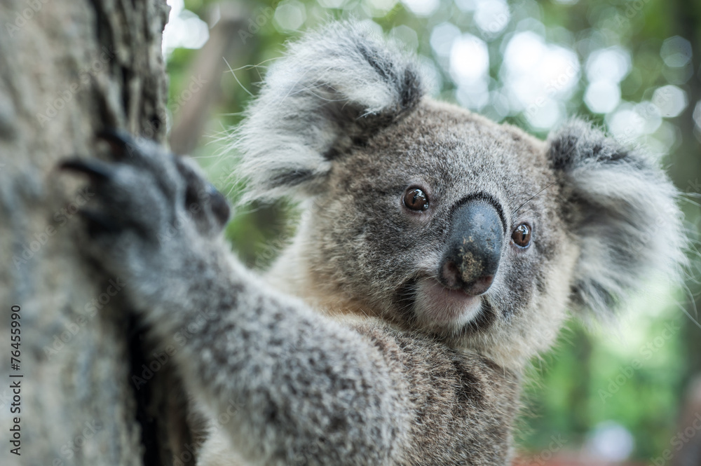 Fototapeta premium australian koala sit on tree, Sydney, NSW, australia. exotic ico