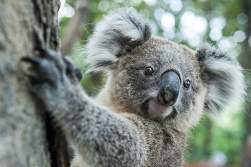 Ingelijste posters Koala Koala in boom Sydney Australië  © wildarun