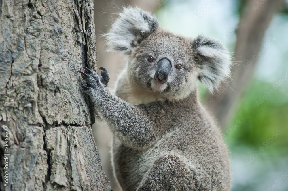 Naklejka premium australijski koala siedzi na drzewie, Sydney, NSW, Australia. egzotyczny ico
