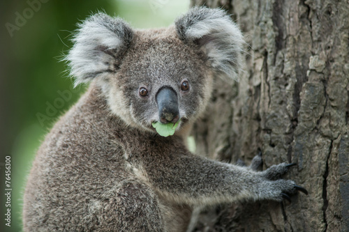 Fototapeta Naklejka Na Ścianę i Meble -  australian koala sit on tree, Sydney, NSW, australia. exotic ico