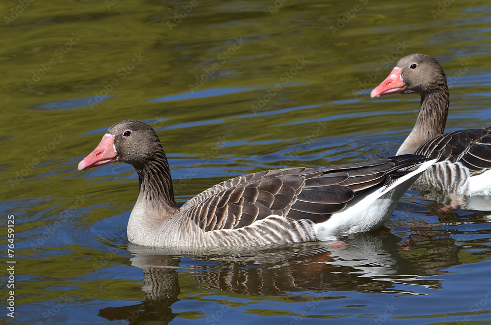 Obraz premium Гуси.