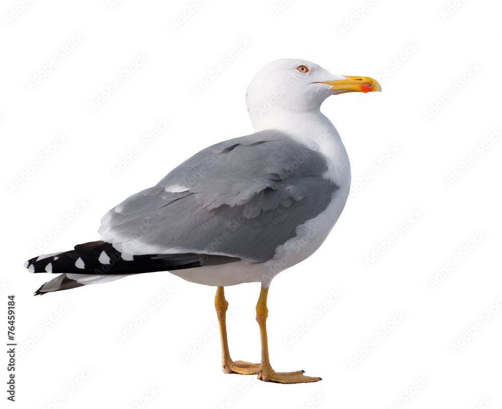 Fototapeta premium sea gull standing on his feet. seagull .