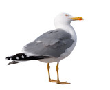 sea gull standing on his feet. seagull .