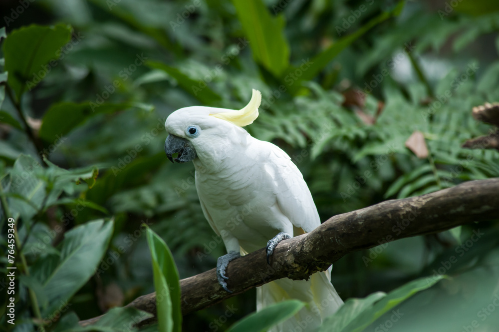 Sulphur-crested Cockatoo, Raised Yellow Crest, Australia Sulphur-crested Cockatoo, Raised Yellow Crest, Australia