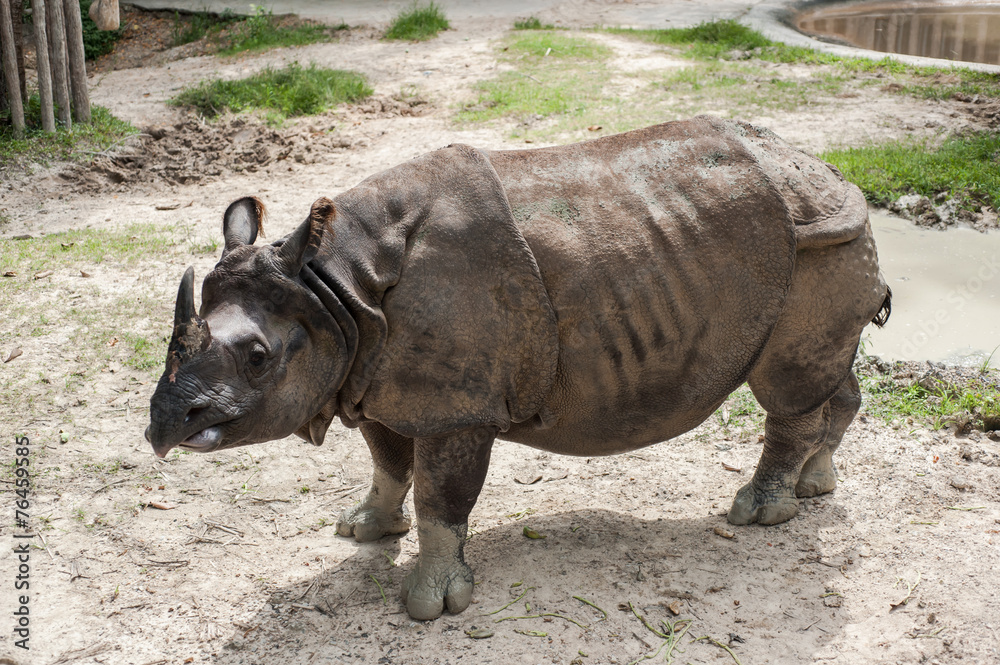 Fototapeta premium Greater One-horned Rhinoceros, Indian Rhinoceros(Rhinoce ros uni