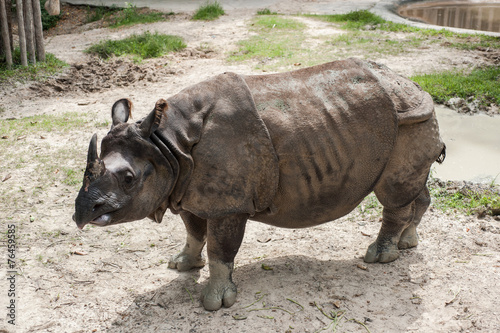 Greater One-horned Rhinoceros  Indian Rhinoceros Rhinoce ros uni