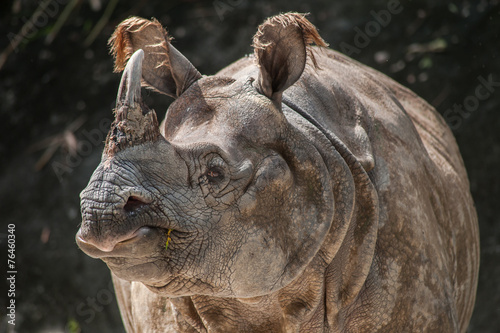 Greater One-horned Rhinoceros, Indian Rhinoceros(Rhinoce ros uni