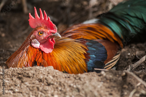 Red Junglefowl (Gallus gallus) in Thailand photo