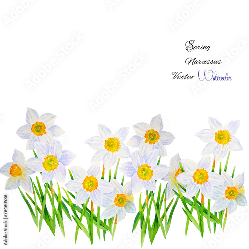 Background with Narcissuses