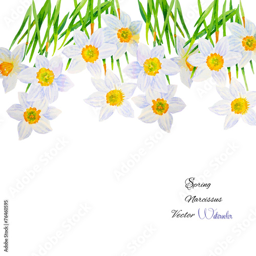 Background with Narcissuses