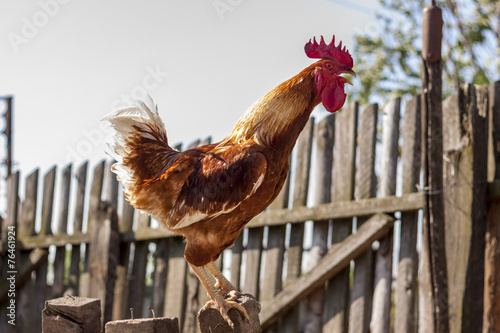 Fotografija Rooster crowing on a pillar