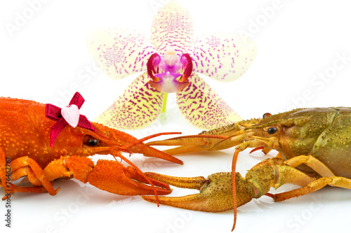 Couple of crayfishes with orchid