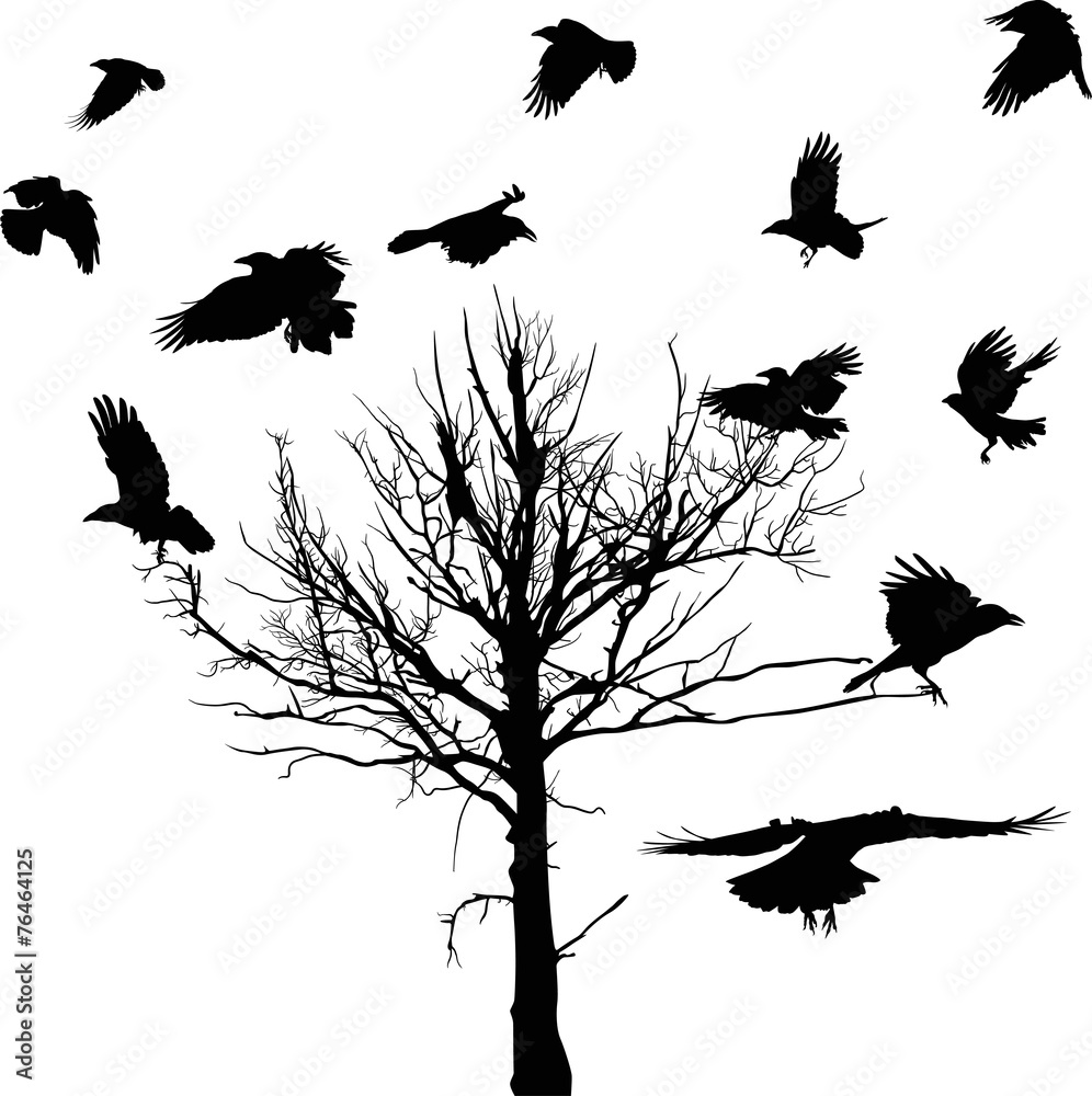 Obraz premium black dry large tree and crows silhouettes isolated on white
