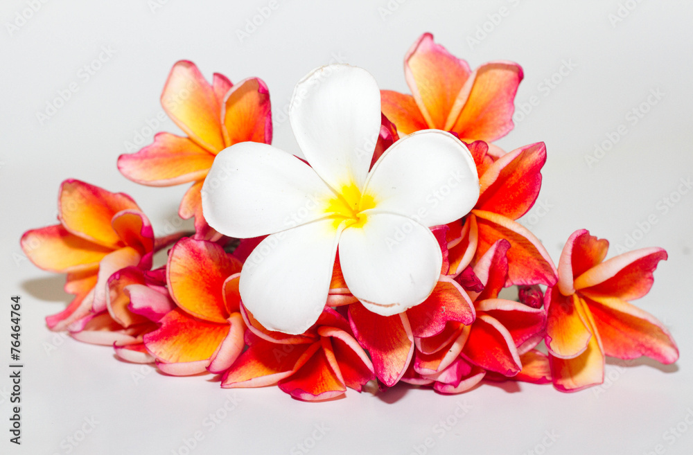 Fototapeta premium Frangipani Flower or Plumeria Isolated on White Background