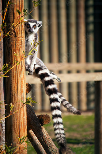 Lemur