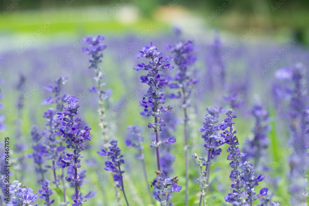 Fototapeta premium Beautiful spring background with Salvia farinacea Benth.