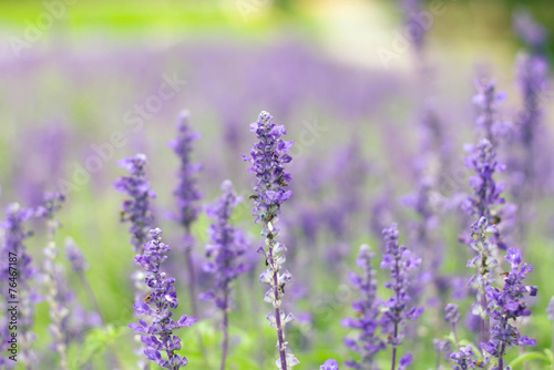 violet lavender flowers © pixy_nook