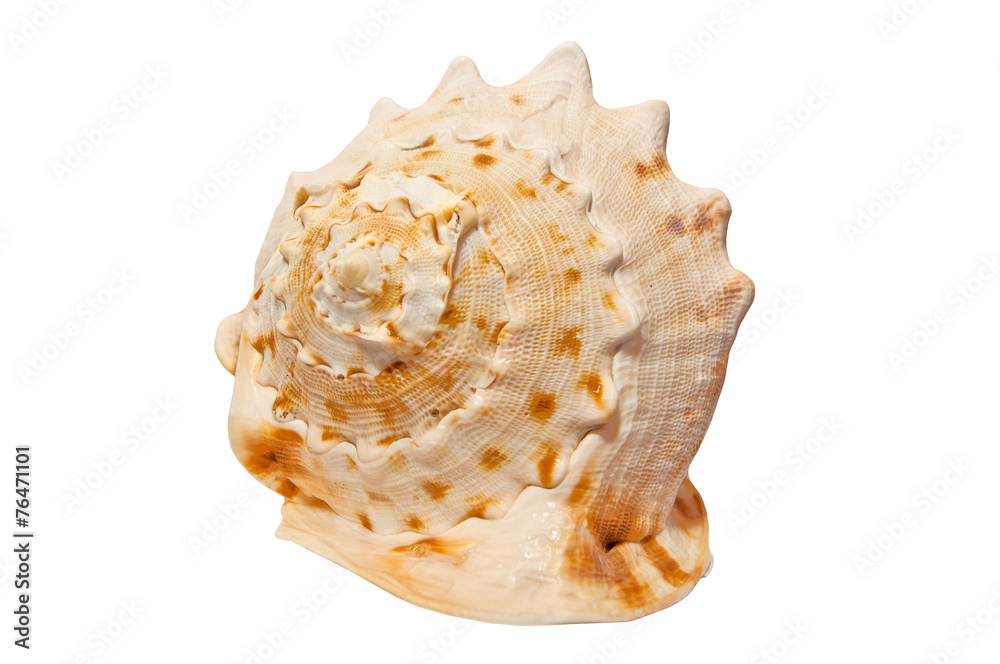Sea shell isoleted on white.