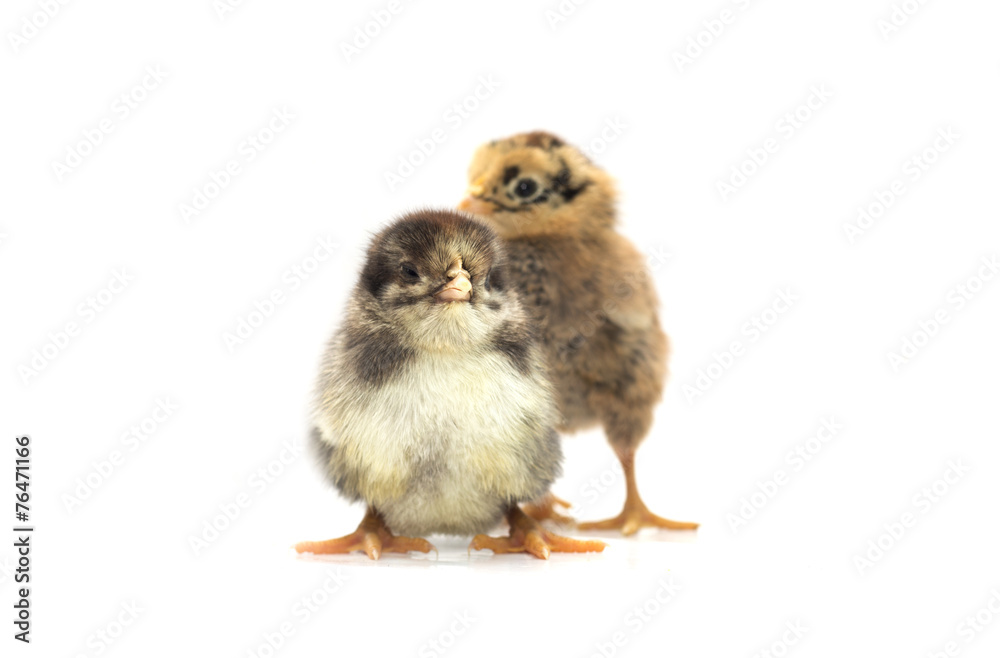 Obraz premium Colored chickens on a white background. Photo.