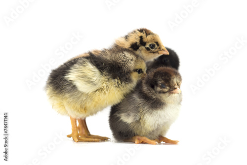 Colored chickens on a white background. Photo.