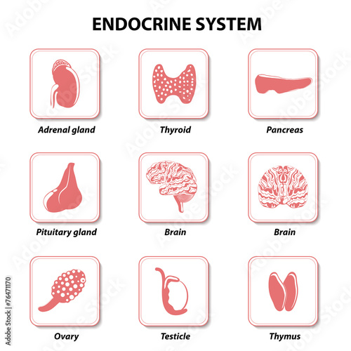 Endocrine system. Set icons