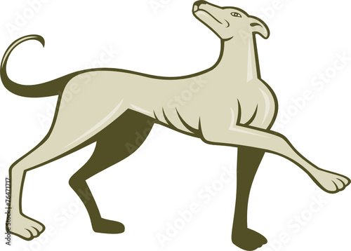 Greyhound Dog Marching Looking Up Cartoon © patrimonio designs